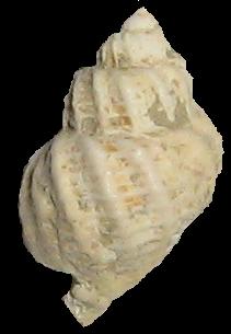 Cancellaria contorta (Basterot, 1825) Pliocene - Toscana